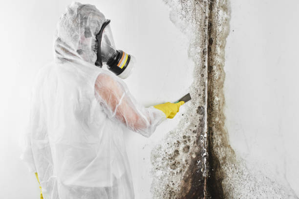 Best Attic Mold Removal  in Dundalk, MD