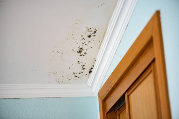 Mold Removal and Inspection in Dundalk, MD