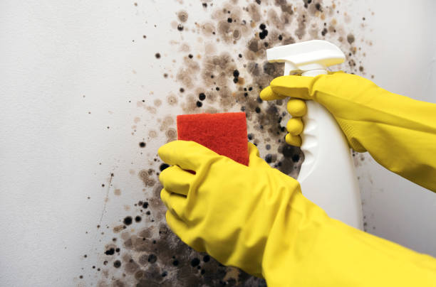 Best Home Mold Removal  in Dundalk, MD